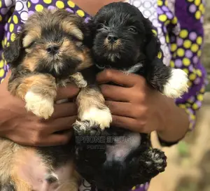 1-3 months Female Purebred Lhasa Apso