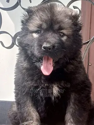 3-6 months Male Purebred Caucasian Shepherd
