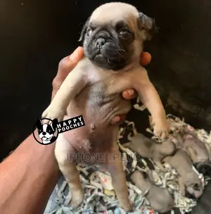1-3 Months Male Purebred Pug
