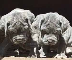 1-3 months Male Purebred Neapolitan Mastiff