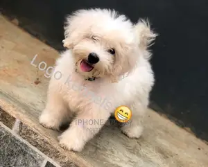 1-3 months Male Purebred Lhasa Apso