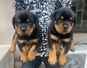 0-1 month Female Purebred Rottweiler