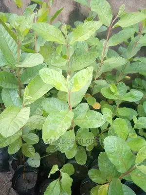 Guava Seedling