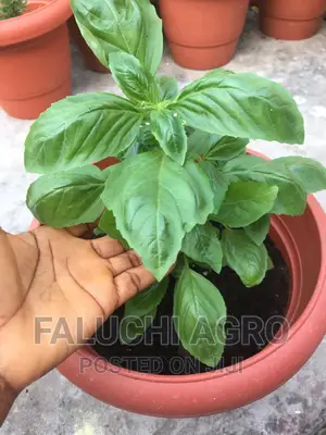 Organic Potted Sweet Basil