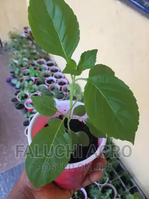 Organic Scent Leaf Seedlings