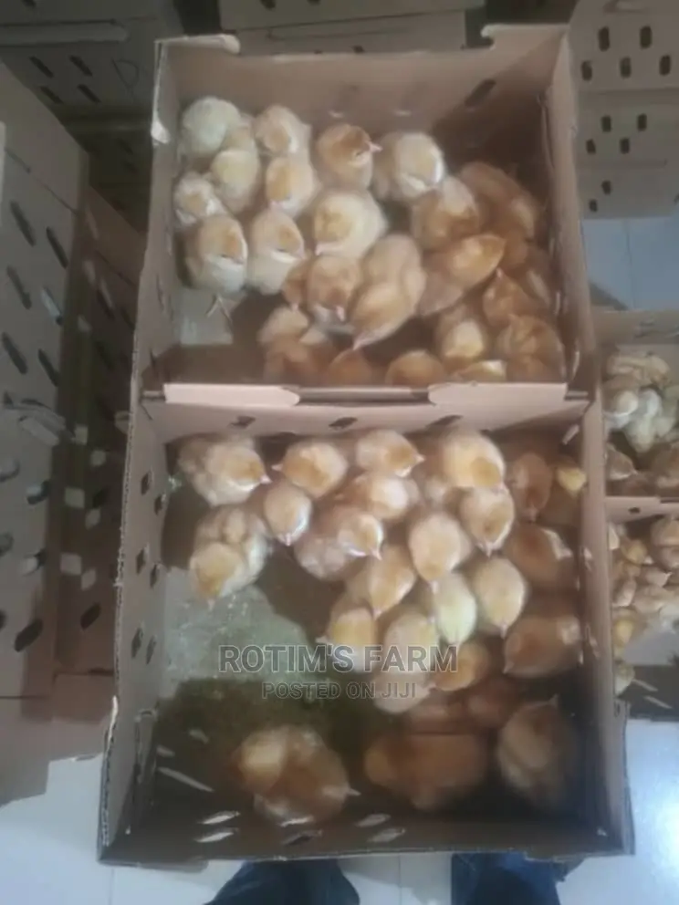 Day Old Layers And Broilers