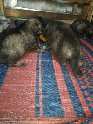 1-3 months Female Mixed Breed Caucasian Shepherd