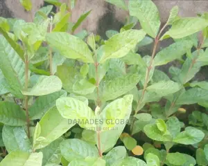 Jumbo Guava Seedling