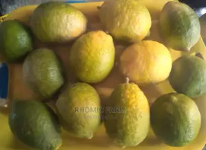 Lisbon Lemon