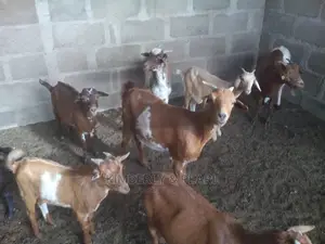 A Very Good Goat for Sale