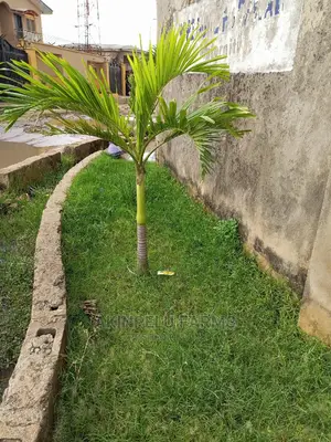Royal Palm