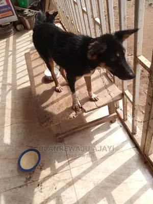 6-12 months Male Mixed Breed German Shepherd