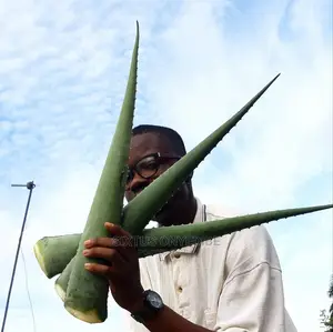 Aloe Vera Leaf