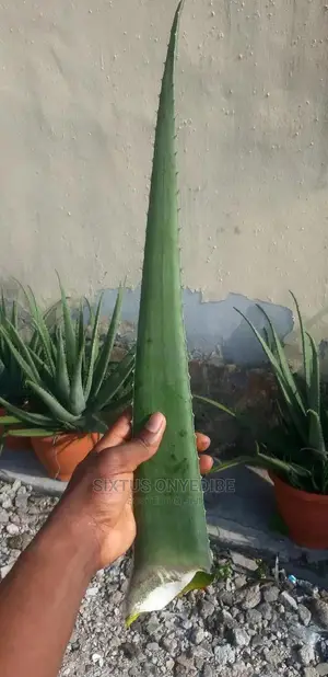 Aloe Vera Leaf