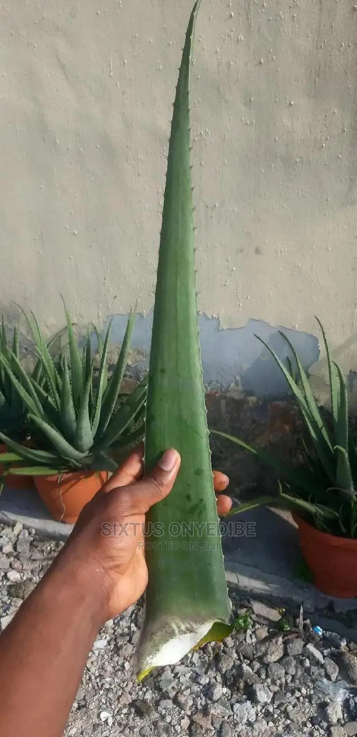 Aloe Vera Leaf