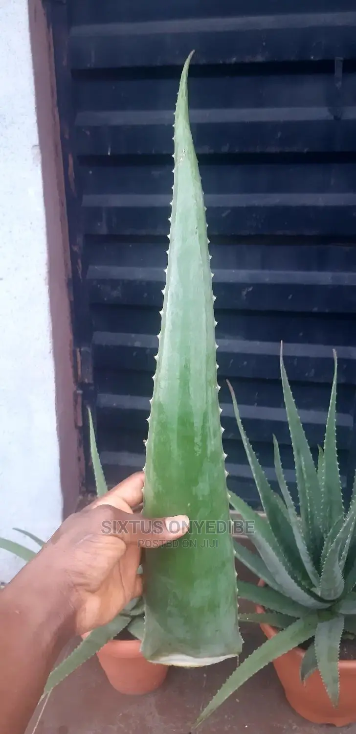 Aloe Vera Leaf