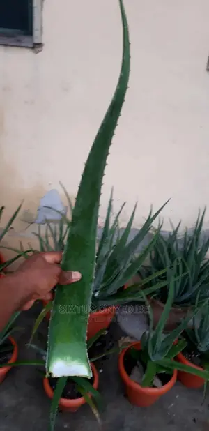 Aloe Vera Leaf