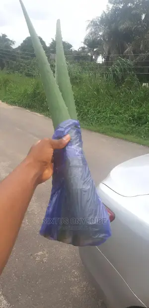 Aloe Vera Leaf