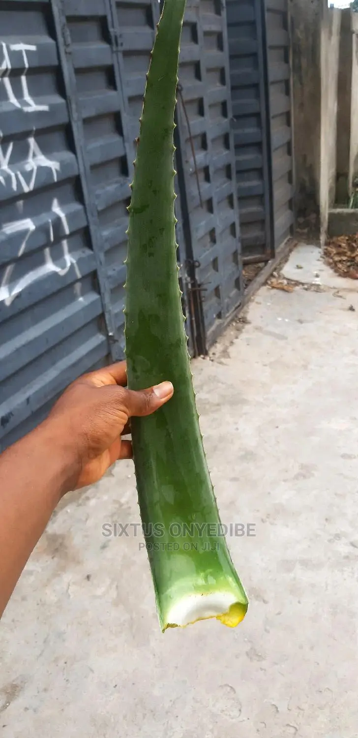 Aloe Vera Leaf