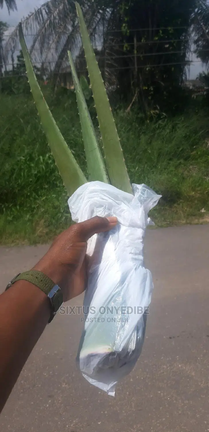Aloe Vera Leaf