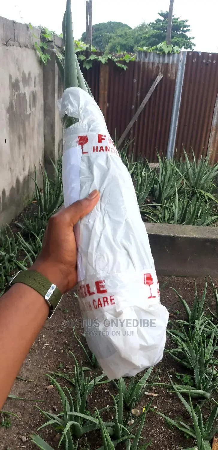 Aloe Vera Leaf