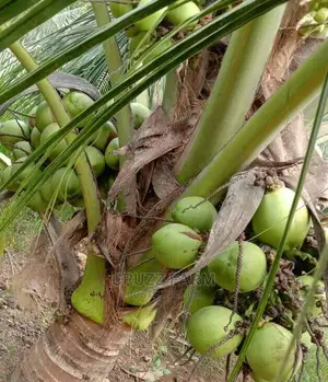 Hybrids and Dwarf Coconut Seedlings