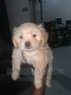 1-3 Month Female Purebred Lhasa Apso