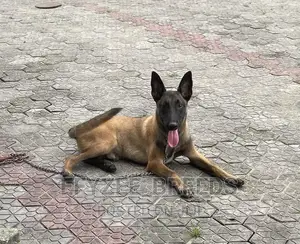 1-3 months Male Purebred Belgian Malinois