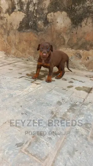 1-3 months Female Purebred Doberman Pinscher