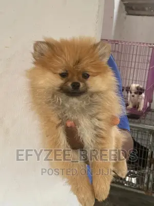 1-3 months Female Purebred Pomeranian