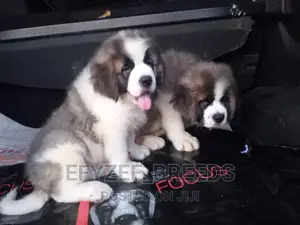 1-3 months Male Purebred Saint Bernard