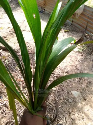 Tenera Oil Palm_1 Seedling