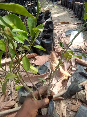 Dwarf Hybrid Orange Citrus Seedling