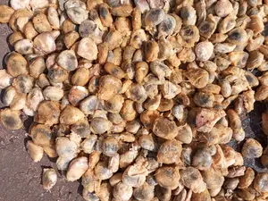 UGWU SEED (Large Quantity)
