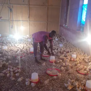 Rafco Healthy Poultry