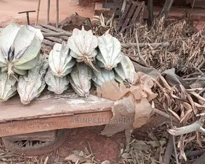 Ugu/Ugwu Seeds