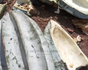 Ugu/Ugwu Seeds