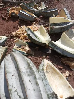 Sprouted Pumpkin ( Ugu )Seeds
