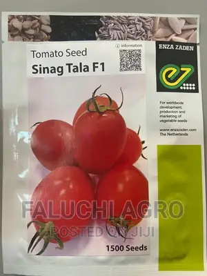 Sinag Tala F1 Hybrid Tomato Seeds (1500 Seeds)