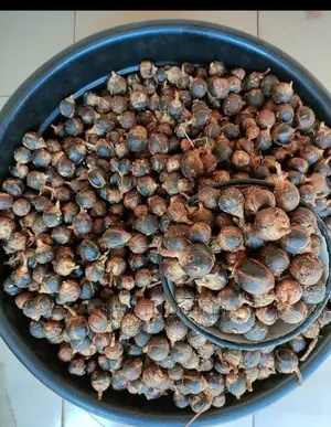 Your Gorontula (Silky Kola for Dry Vagina Is Available