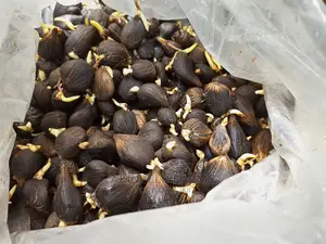 Sprouted TENERA Oilpalm Nut.