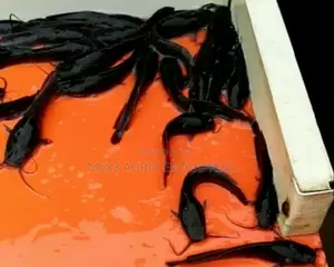 Healthy Standard Post Juvenile Catfish