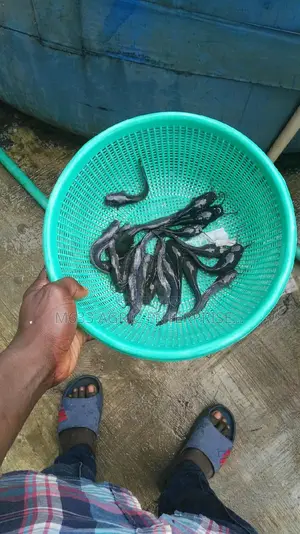 Healthy Post Fingerlings Catfish