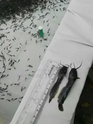 Healthy Fingerlings Catfish