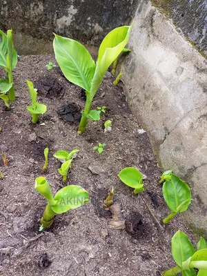 Hybrid Plantain Sucker(Plantlet)