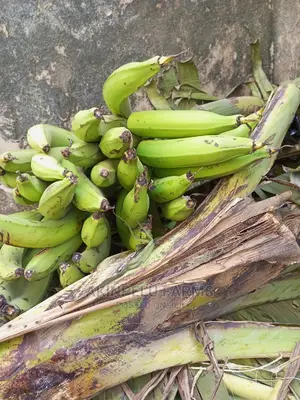 Giant Plantain Suckers.
