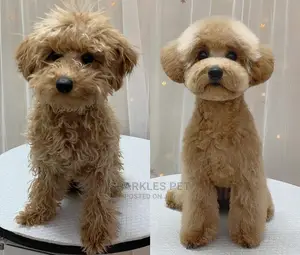 Dog Grooming