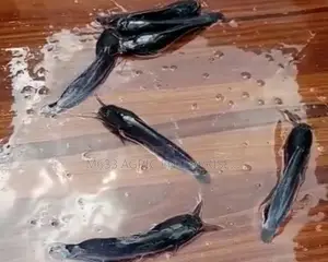 Growing Juvenile Catfish