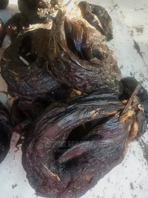 Lake Chad 2 Catfish Biggest Sizes 10pieces