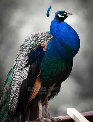 Indian Blue and White Peacocks